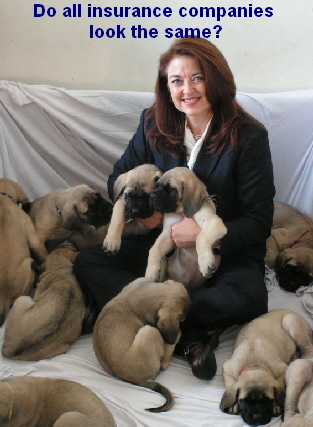 Mastiff puppies