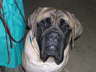 Buck @ 1 year